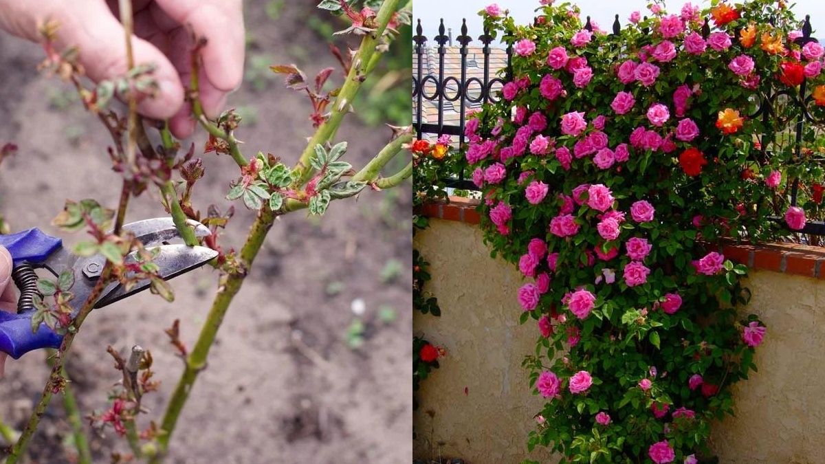 Плетисті троянди потрібно обрізати після цвітіння Плетисті троянди потрібно обрізати після цвітіння