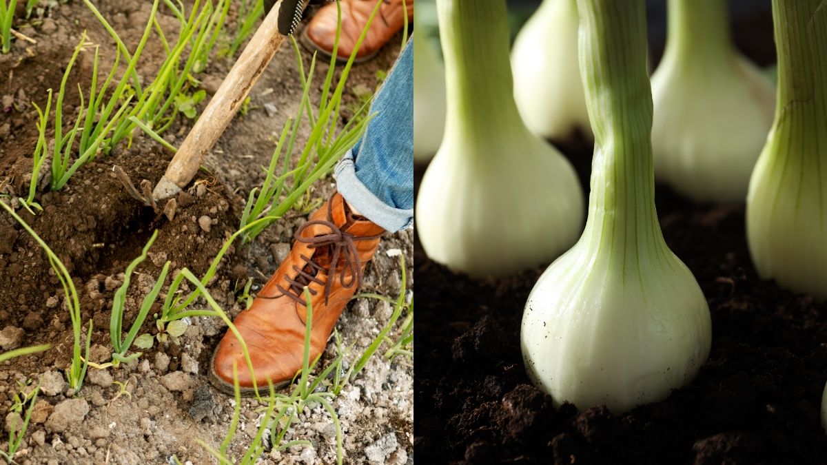 Самые худшие места для посадки лука Самые худшие места для посадки лука