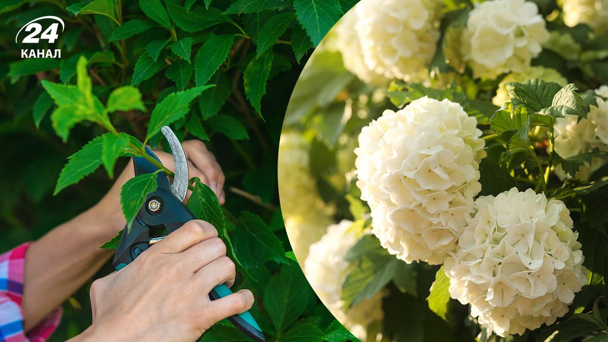 Догляд за гортензією восени - як доглядати за гортензією після сезону цвітіння Догляд за гортензією восени - як доглядати за гортензією після сезону цвітіння