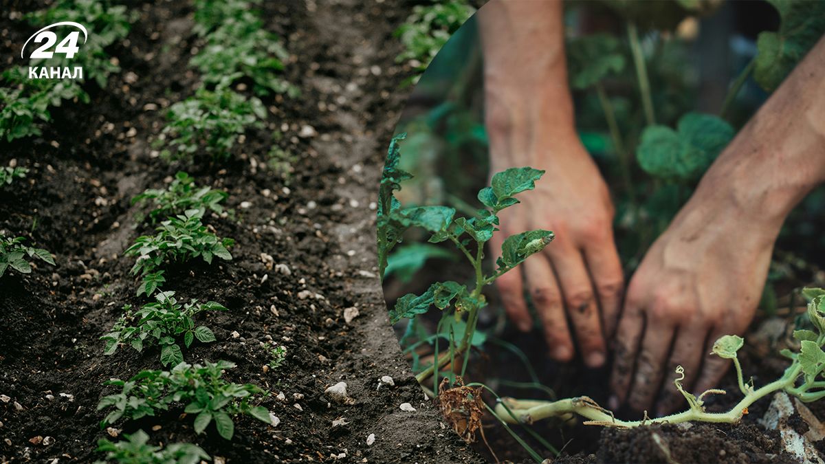 Ботва от картофеля - что с ней делать и как использовать Ботва от картофеля - что с ней делать и как использовать