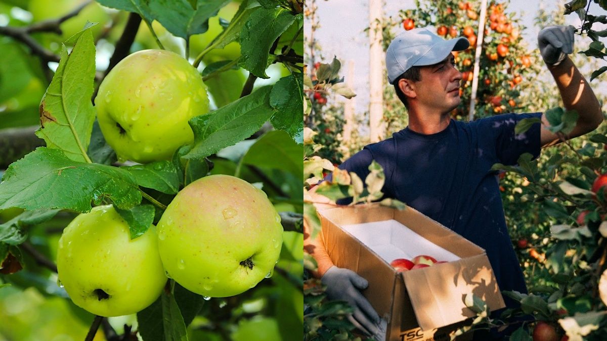 Правила сбора урожая яблок Правила сбора урожая яблок