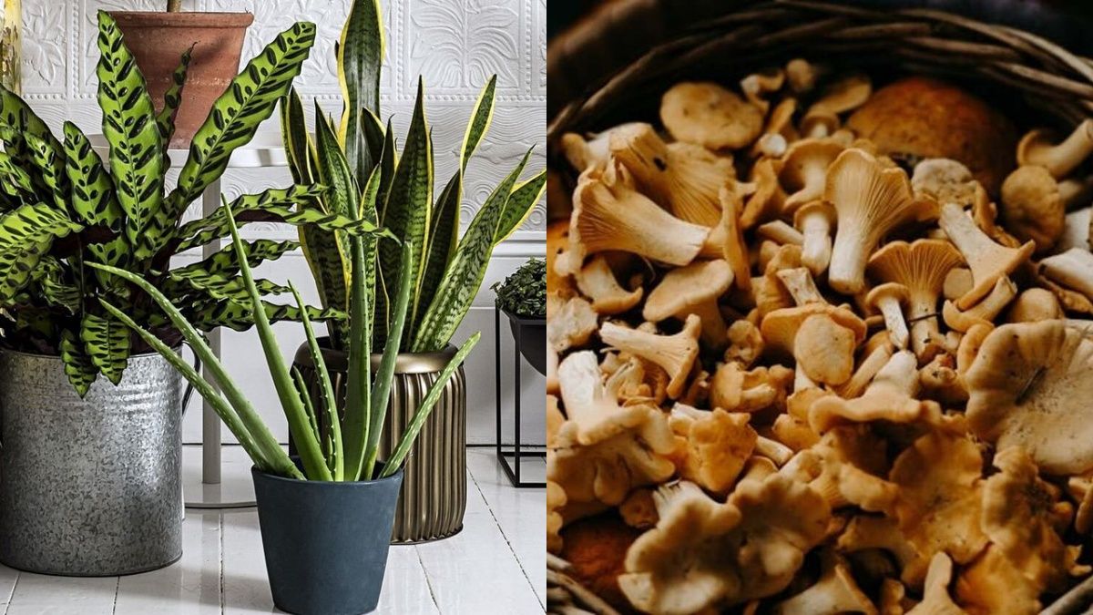 Грибная вода полезно влияет на растения Грибная вода полезно влияет на растения