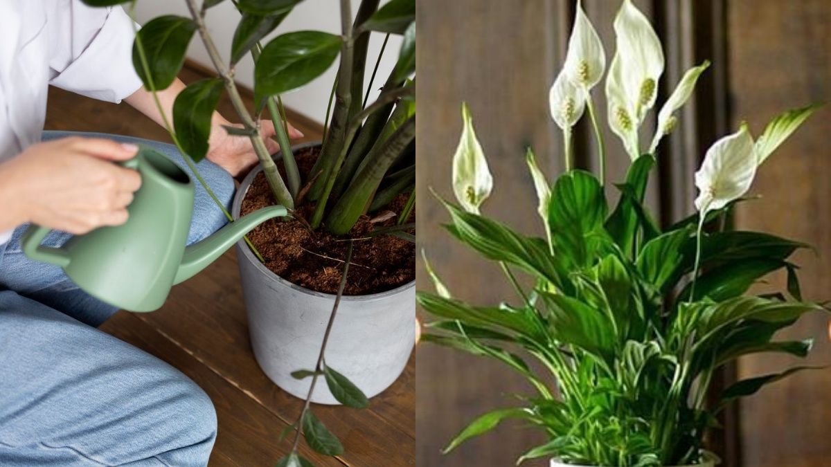 Правильний догляд за ліліями миру Правильний догляд за ліліями миру