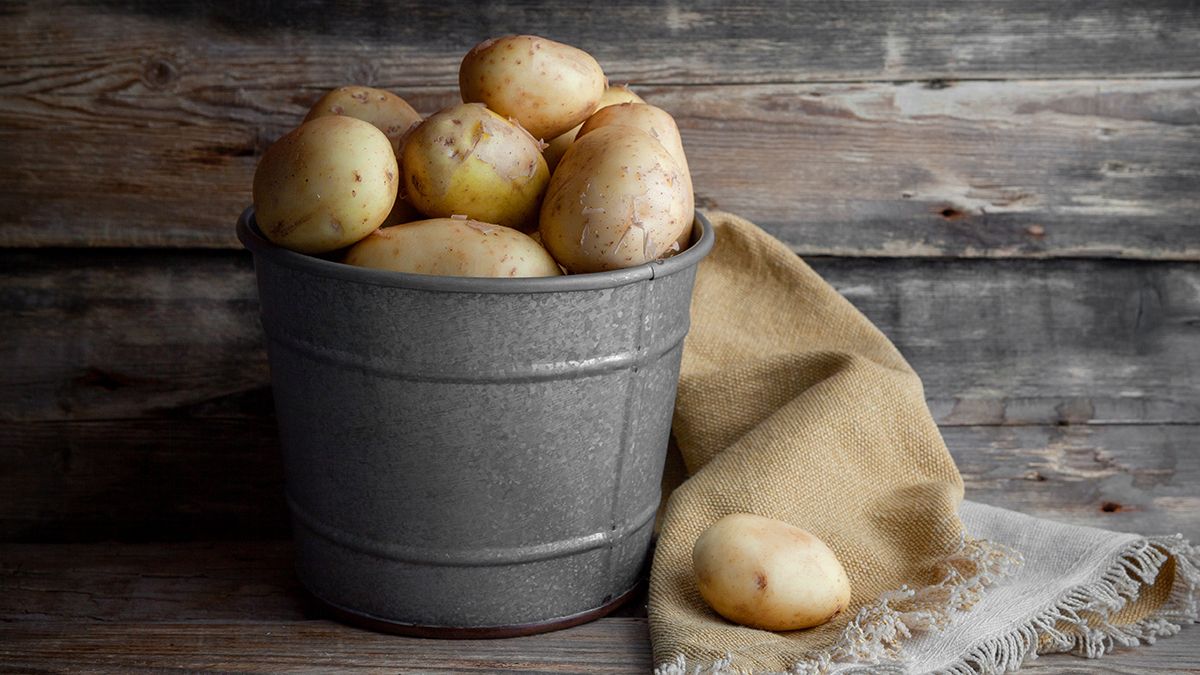 Картофель будет храниться 6 месяцев Картофель будет храниться 6 месяцев