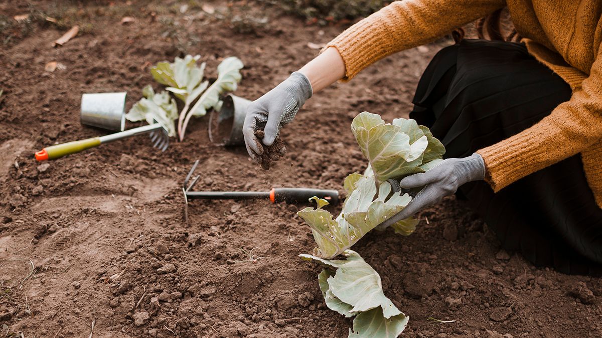 Список овочів, які можна посадити восени Список овочів, які можна посадити восени