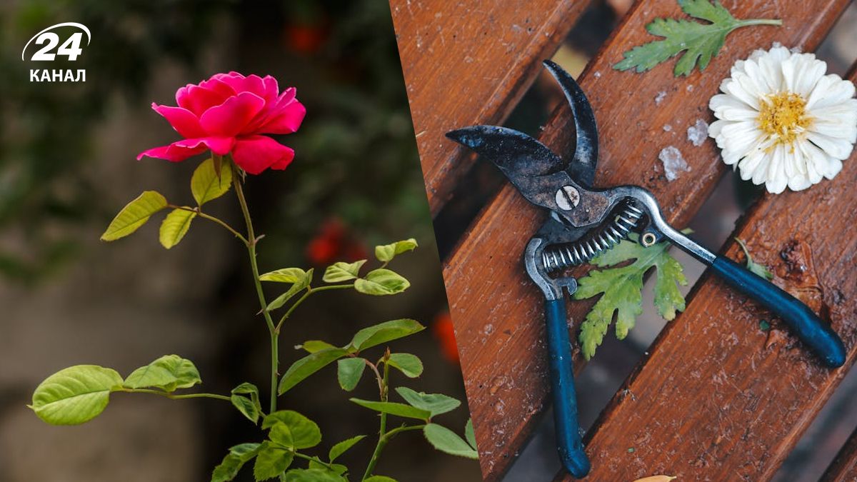 Обрезка в октябре может навредить некоторым растениям Обрезка в октябре может навредить некоторым растениям