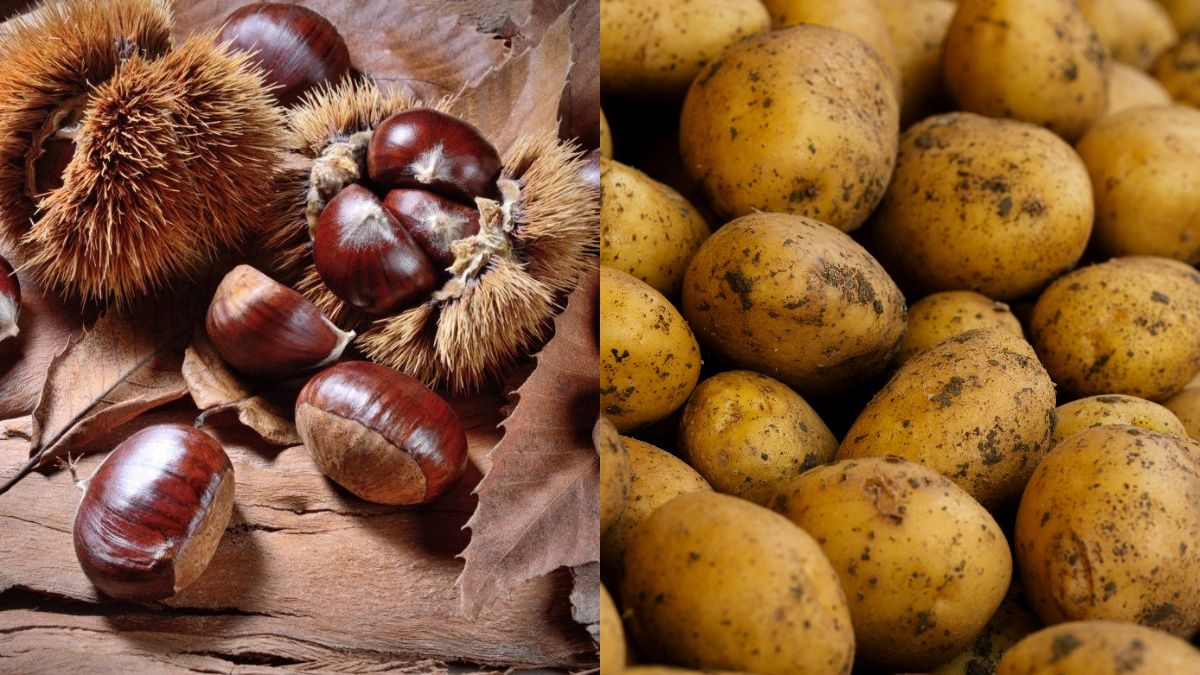 Каштаны и желуди надо хранить с картофелем