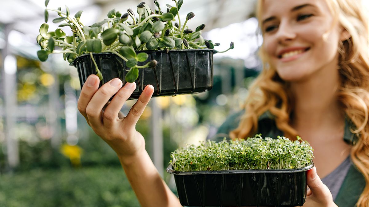 Овочі, які можна вирощувати на підвіконні Овочі, які можна вирощувати на підвіконні