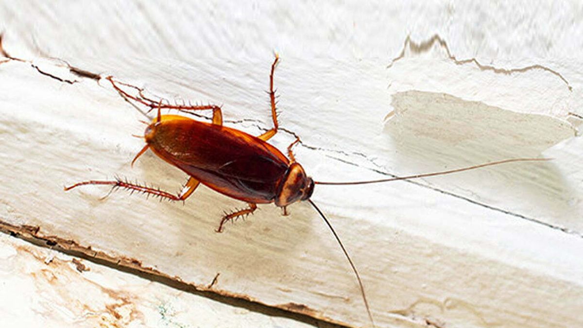 Тараканы ненавидят несколько запахов Тараканы ненавидят несколько запахов