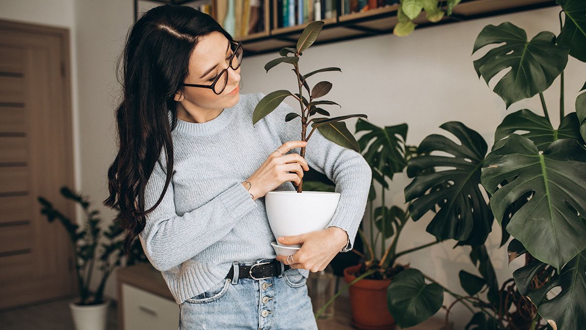 Список комнатных растений, которые не нуждаются в уходе Список комнатных растений, которые не нуждаются в уходе