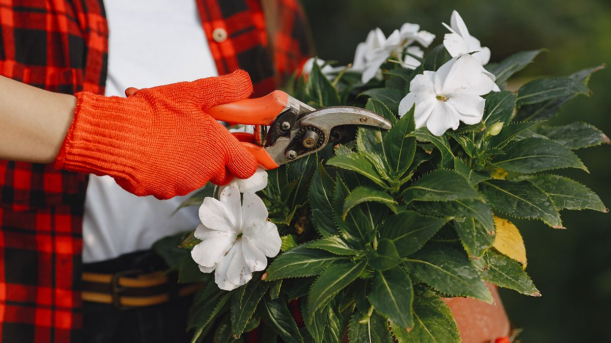 Які рослини не можна обрізати восени Які рослини не можна обрізати восени