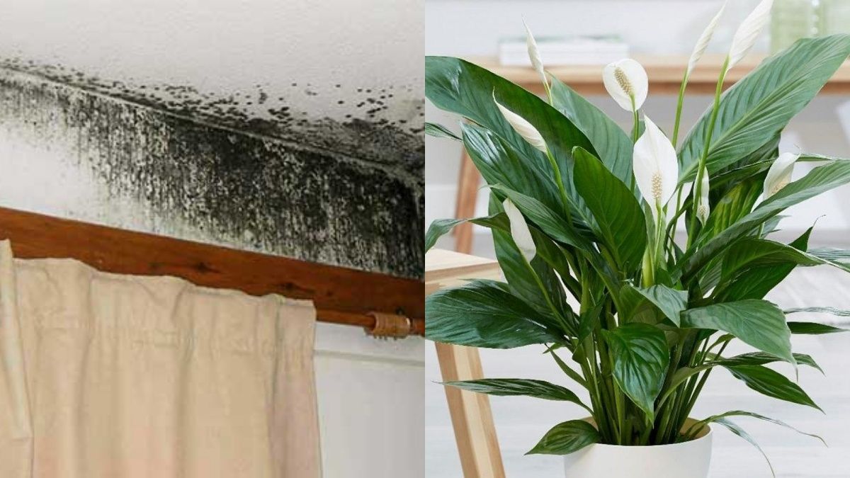 4 растения, которые выводят плесень 4 растения, которые выводят плесень