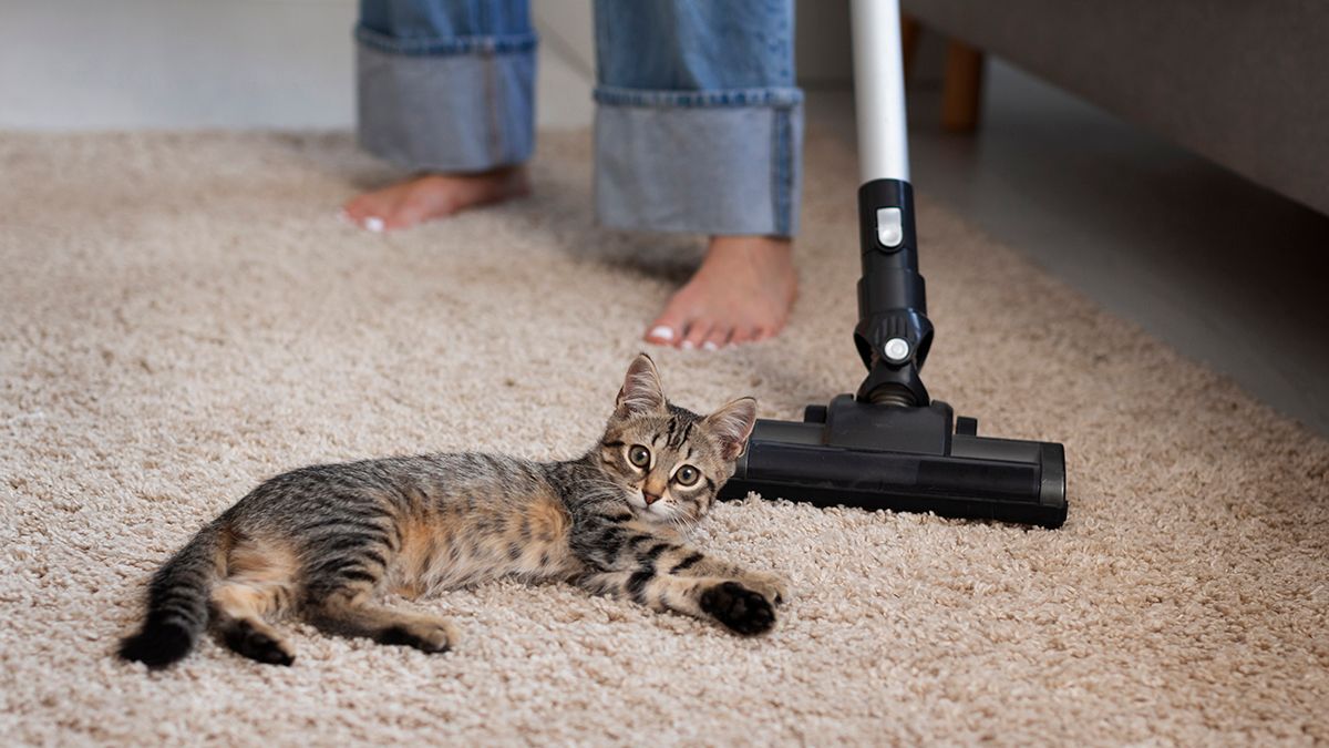 Простой способ очистки ковра Простой способ очистки ковра