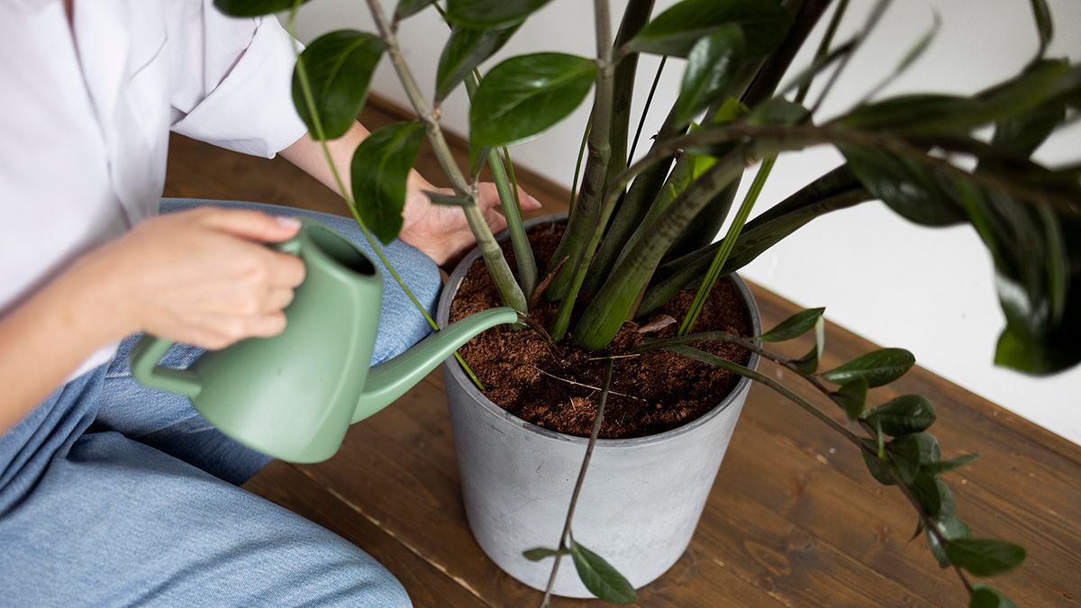 Советы, которые определят правильный полив монстеры Советы, которые определят правильный полив монстеры