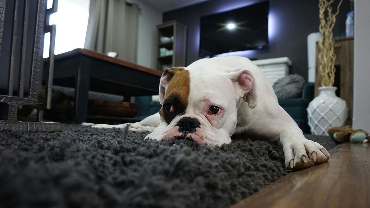 Запах от животных можно легко вывести Запах от животных можно легко вывести