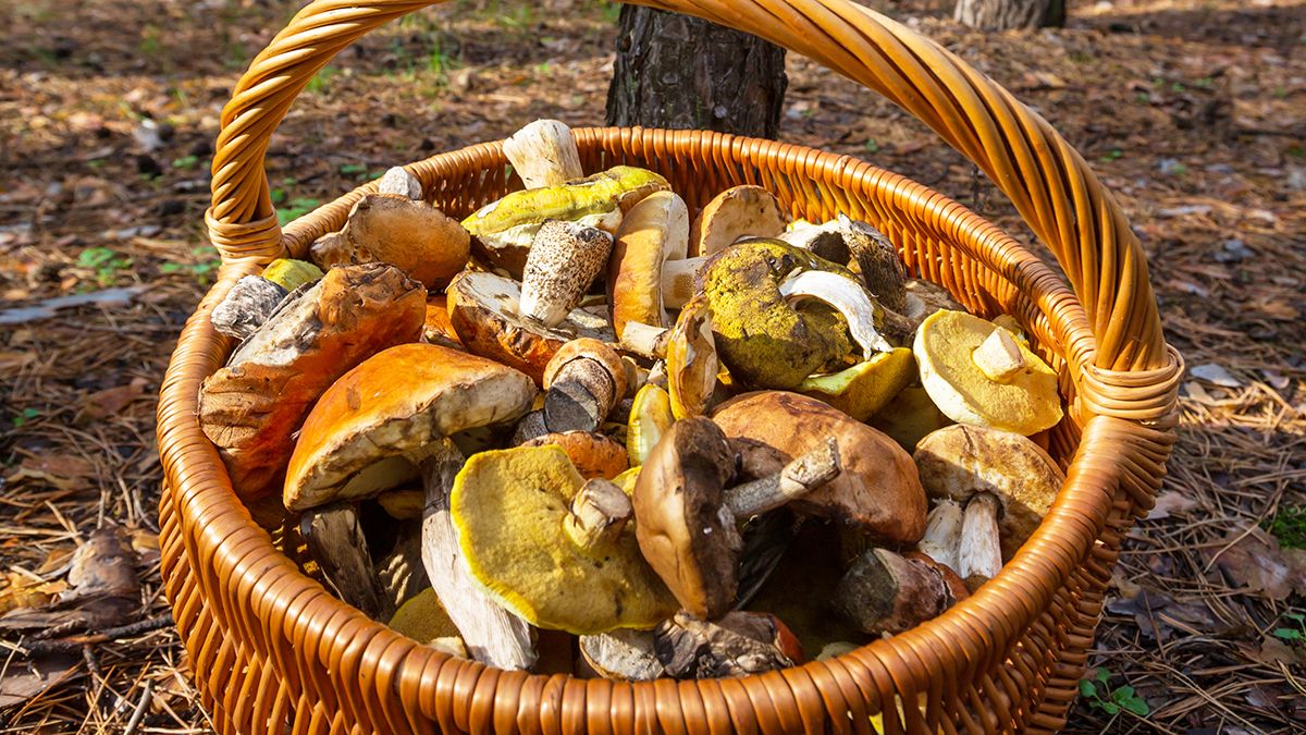 Лайфхак качественного мытья грибов Лайфхак качественного мытья грибов