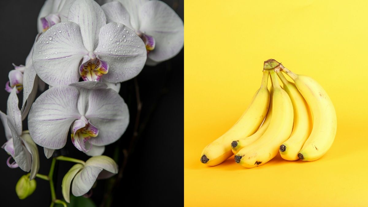 Найкраще підживлення для орхідеї Найкраще підживлення для орхідеї