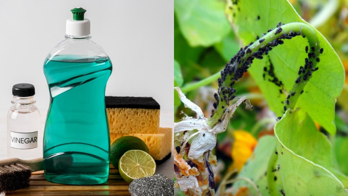 Средство для мытья посуды является помощником Средство для мытья посуды является помощником