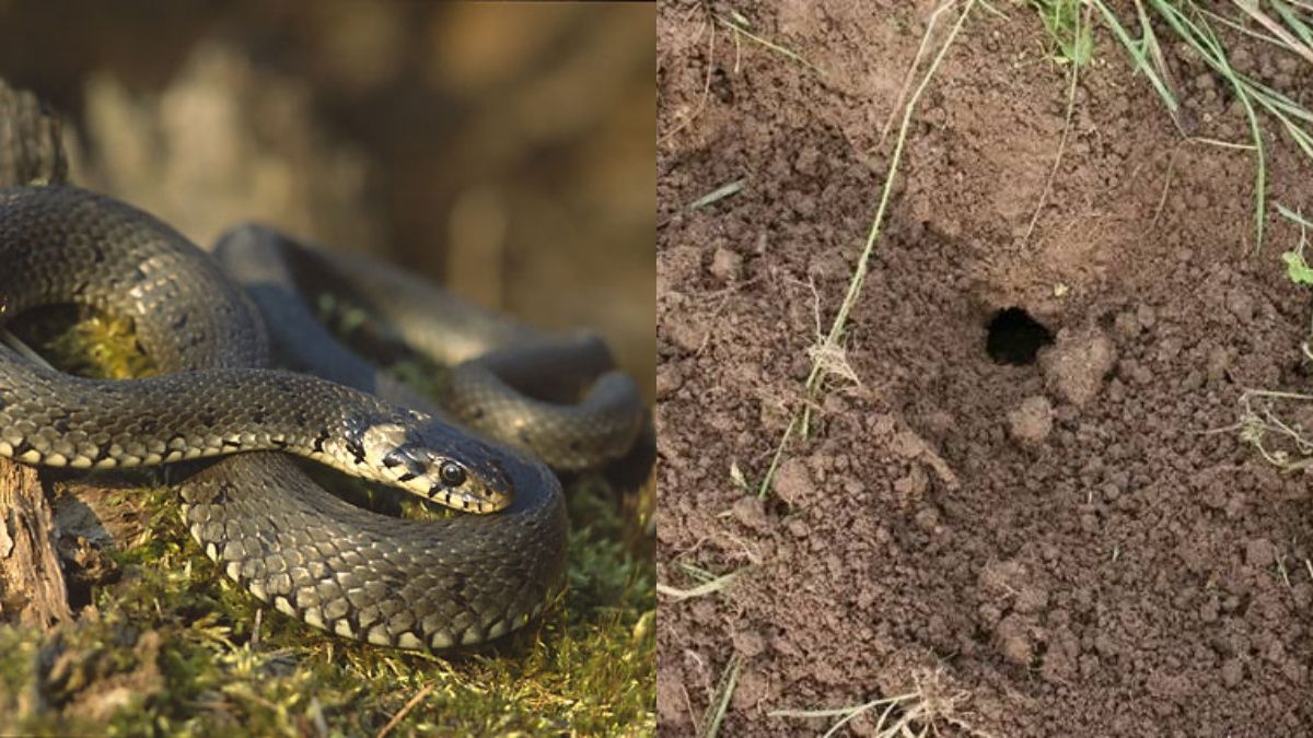 Простой признак обнаружения норы пресмыкающихся Простой признак обнаружения норы пресмыкающихся