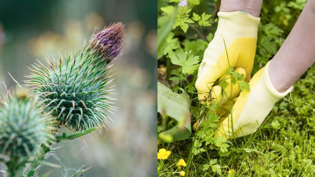 Простий спосіб виведення бур'янів з саду Простий спосіб виведення бур'янів з саду