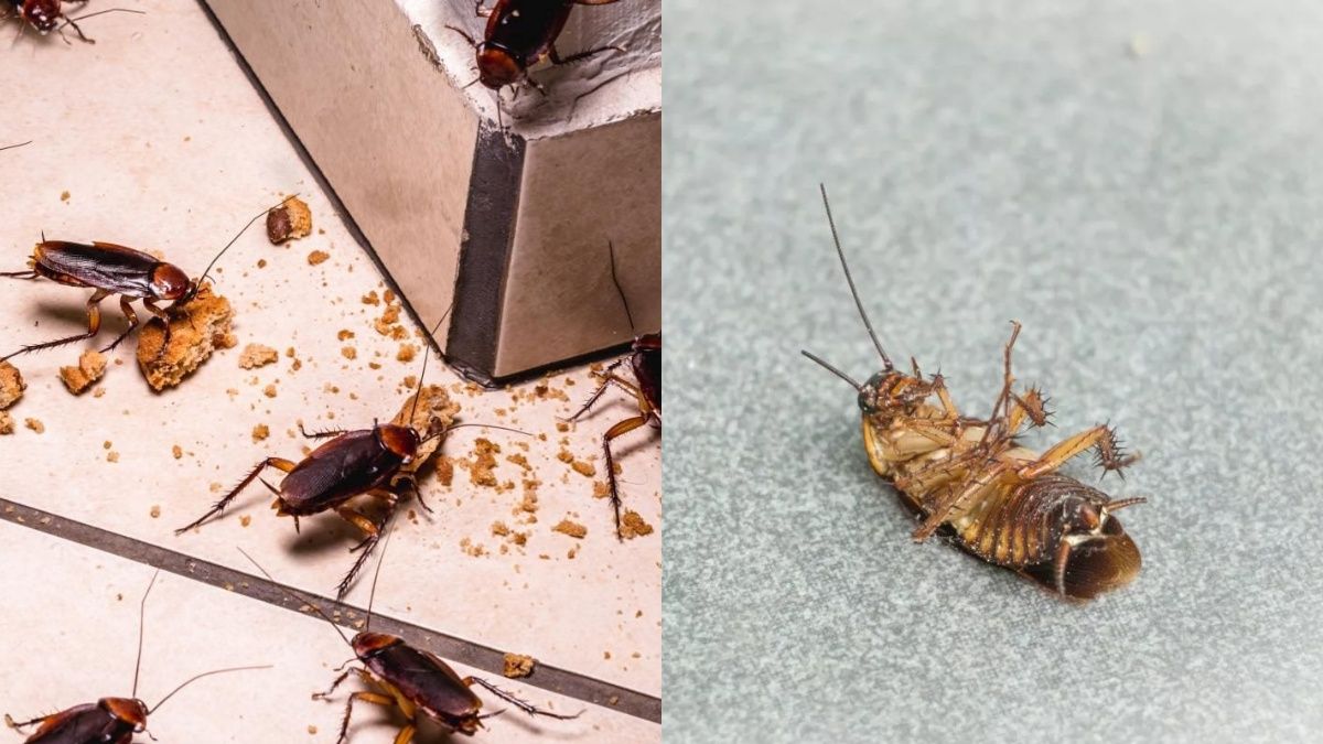 Простий спосіб виведення тарганів з квартири Простий спосіб виведення тарганів з квартири