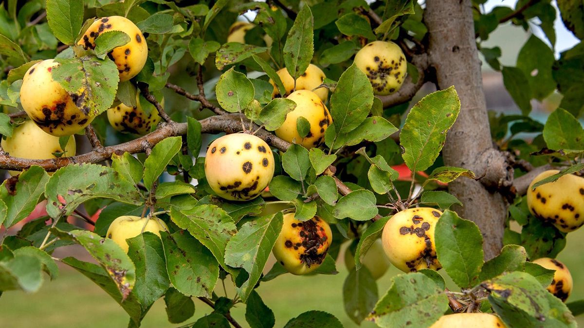 Осенью требуется обработка от парши Осенью требуется обработка от парши