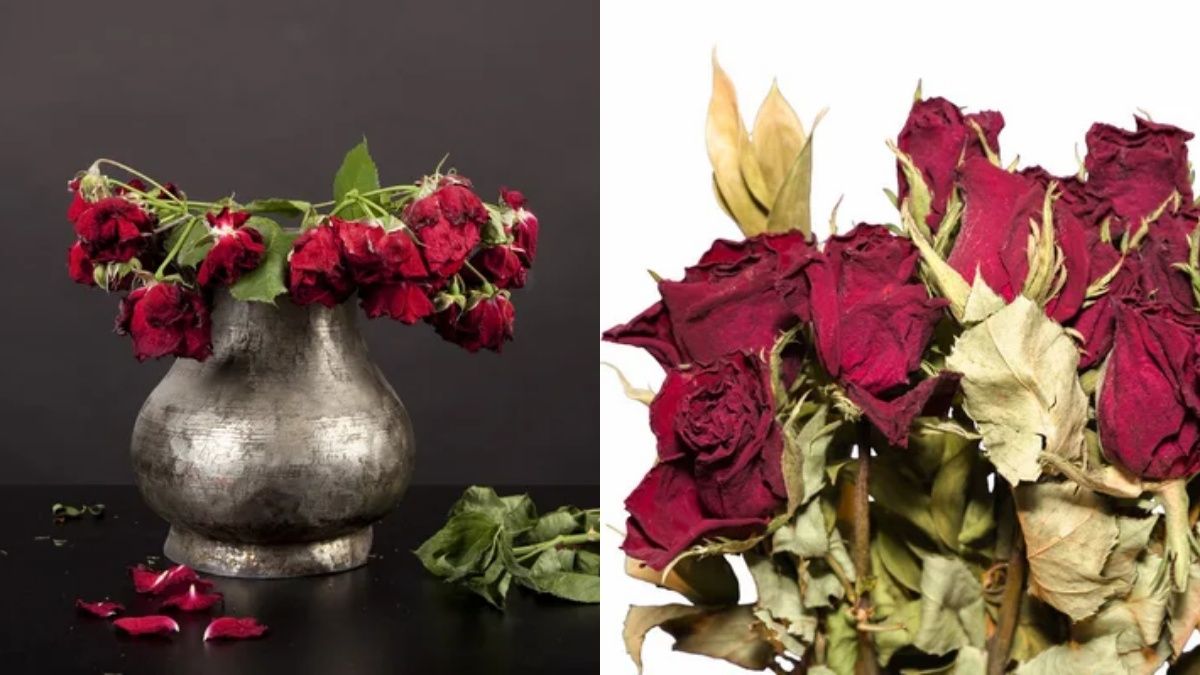 Лепестки роз не стоит выбрасывать