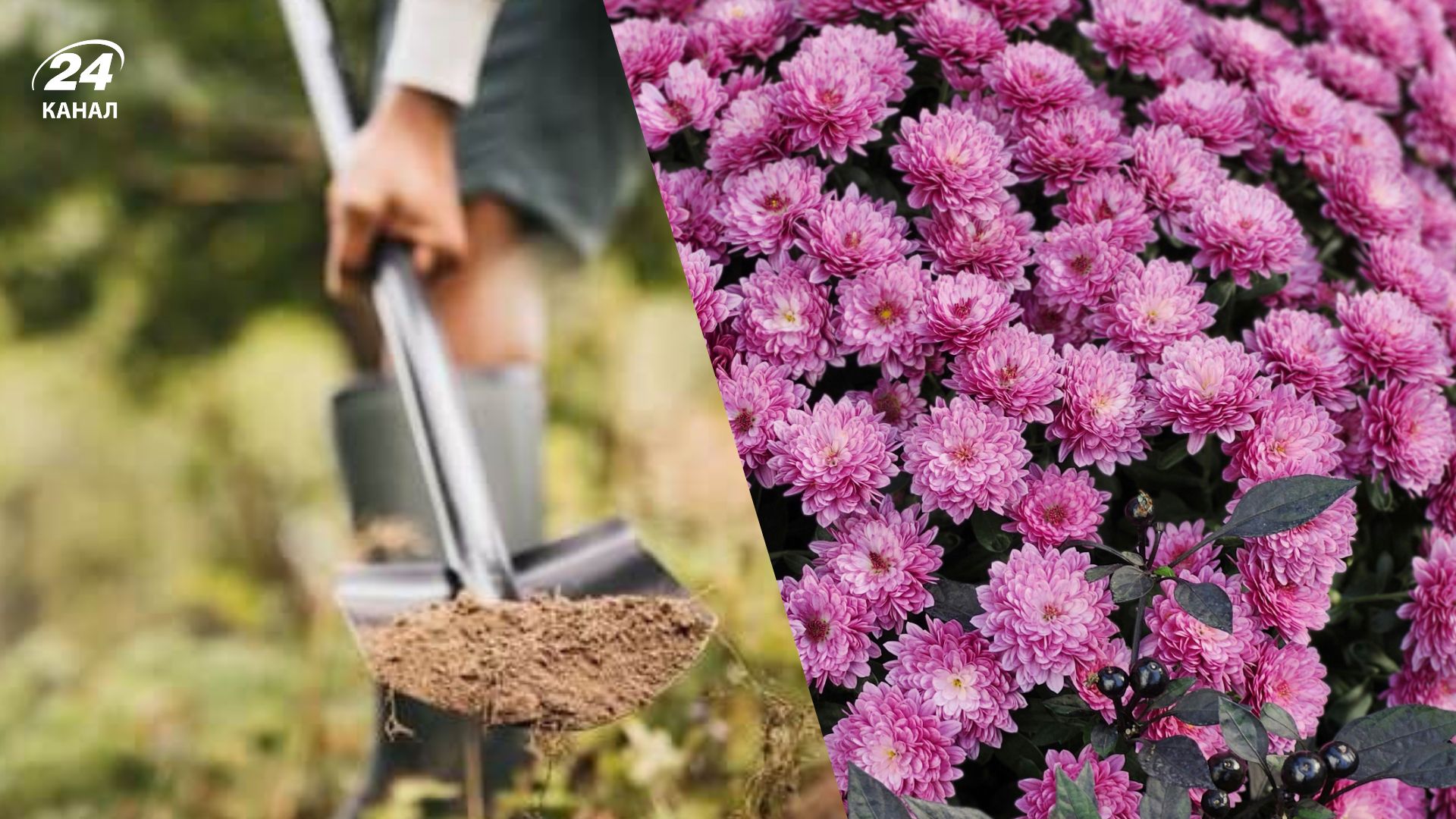Дачник рассказал, нужно ли выкапывать хризантемы Дачник рассказал, нужно ли выкапывать хризантемы