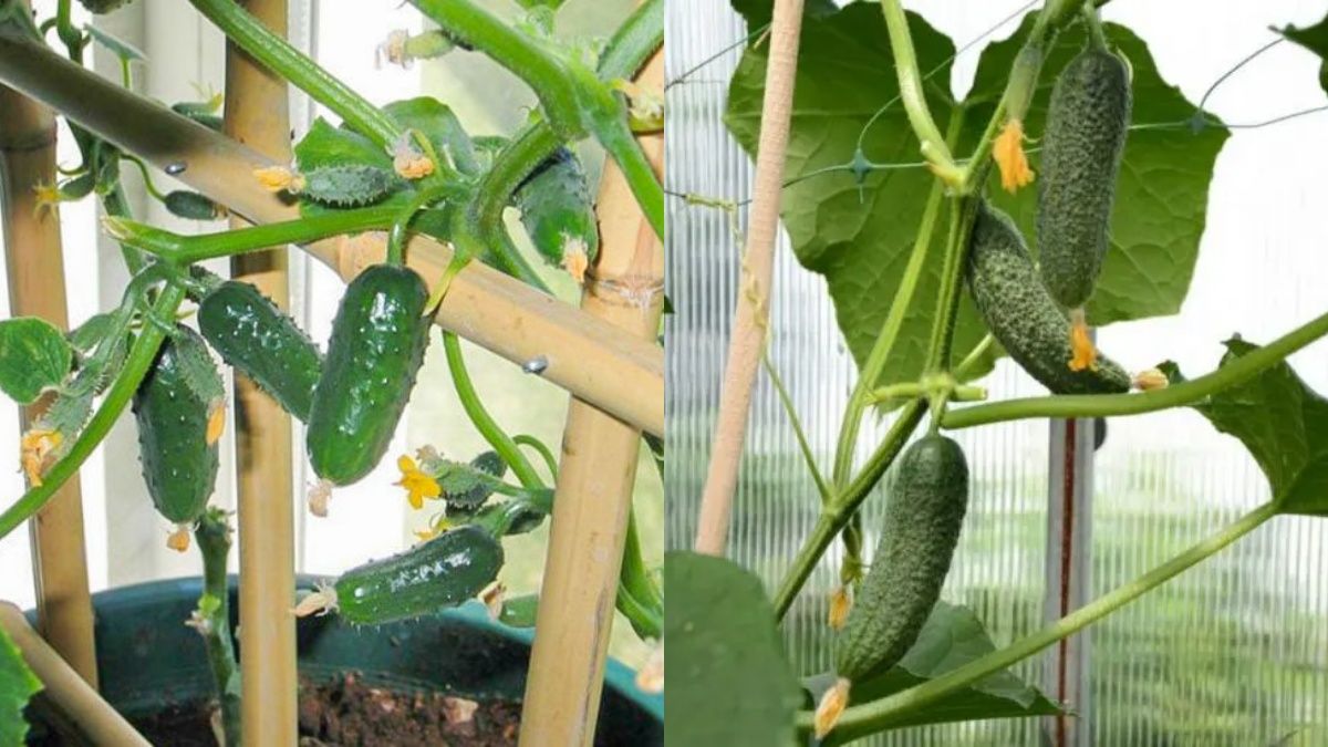 Огірки можна виростити в домашніх умовах  Огірки можна виростити в домашніх умовах