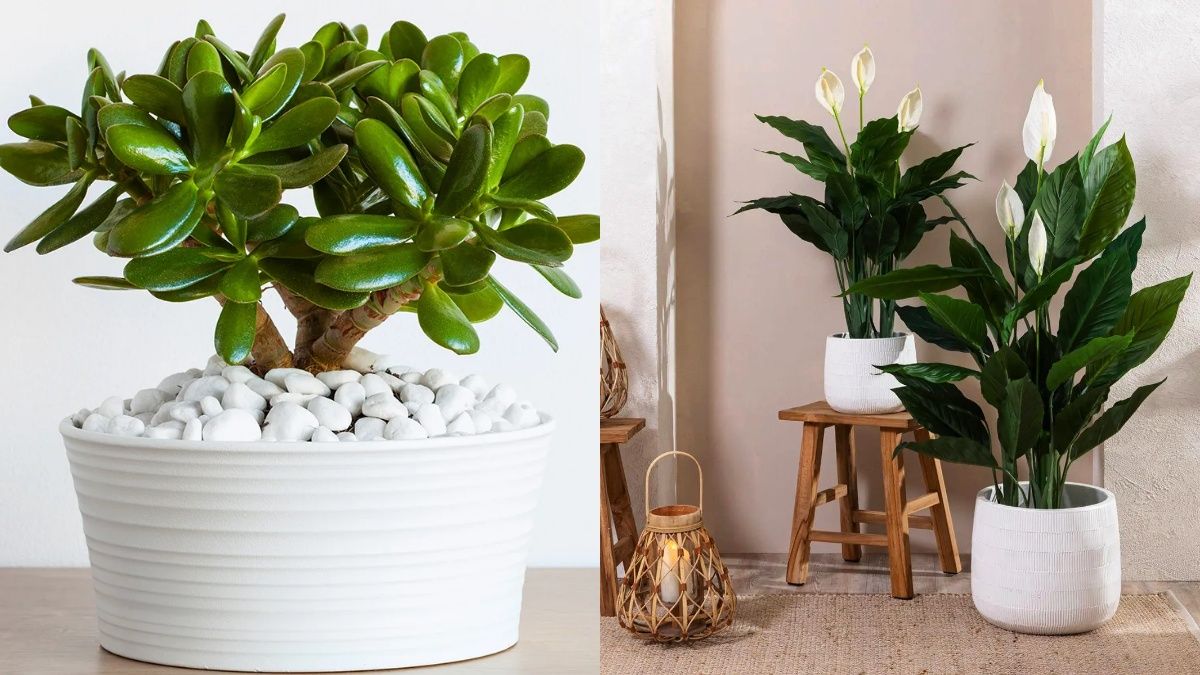 Кімнатні рослини, які приносять успіх та багатство Кімнатні рослини, які приносять успіх та багатство