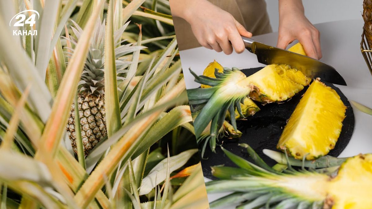 Ананас можна виростити на підвіконні Ананас можна виростити на підвіконні