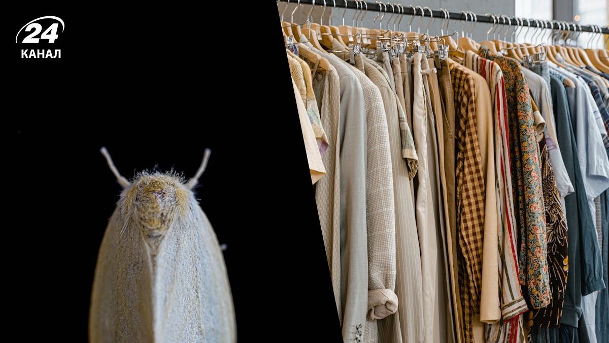 От моли в шкафах следует избавиться От моли в шкафах следует избавиться