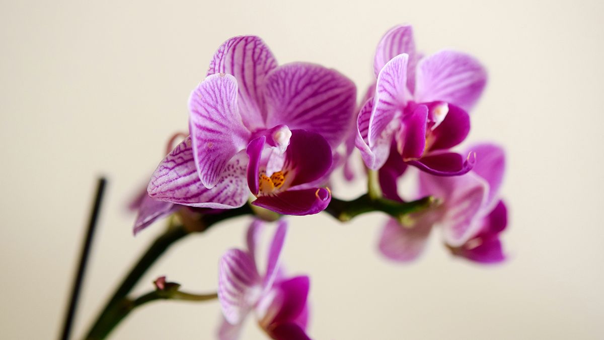 Правила ухода за орхидеей