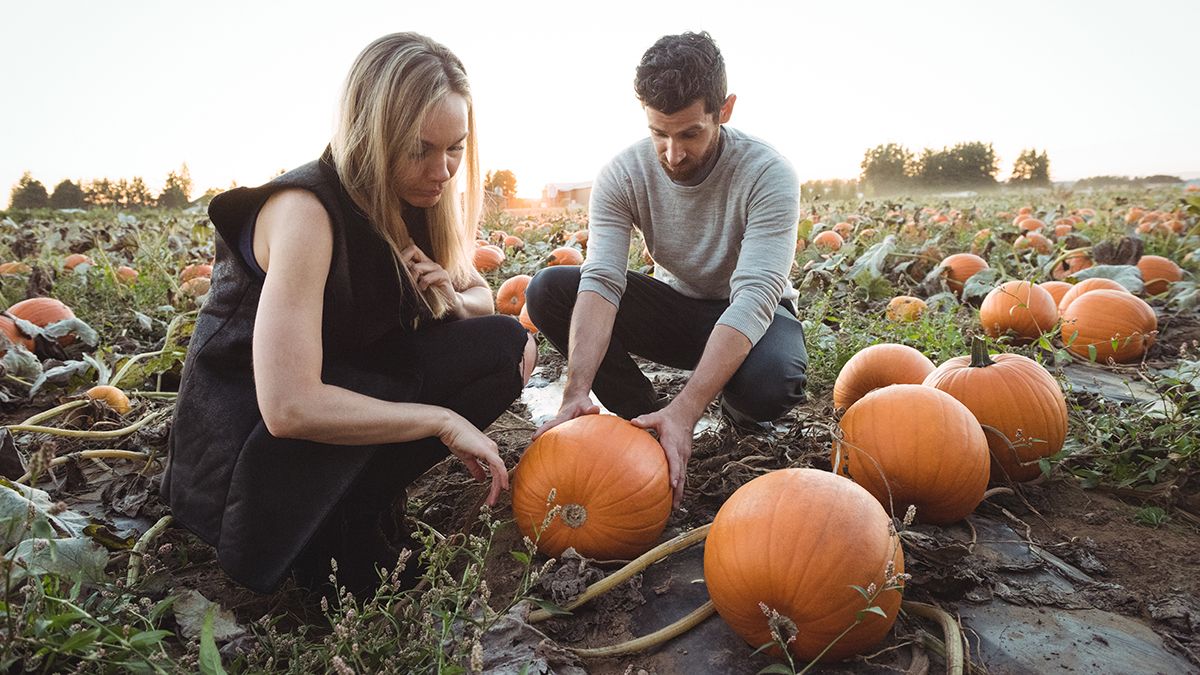 Несобранные тыквы нельзя оставлять на грядках