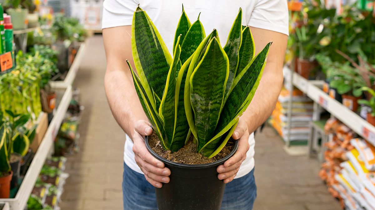 Взимку треба правильно доглядати за рослиною