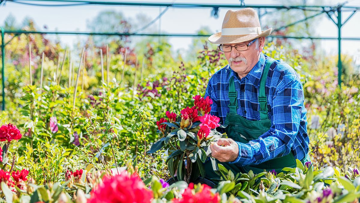Розы нужно защитить от заморозков Розы нужно защитить от заморозков