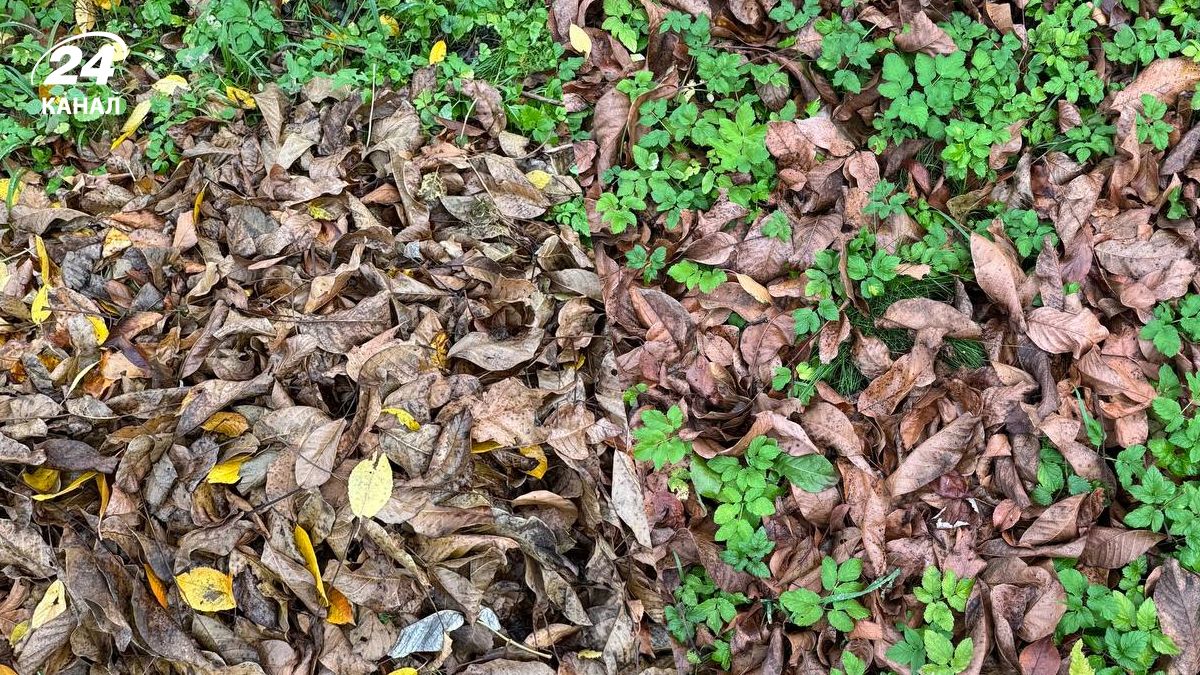 Листя волоського горіха можна використати