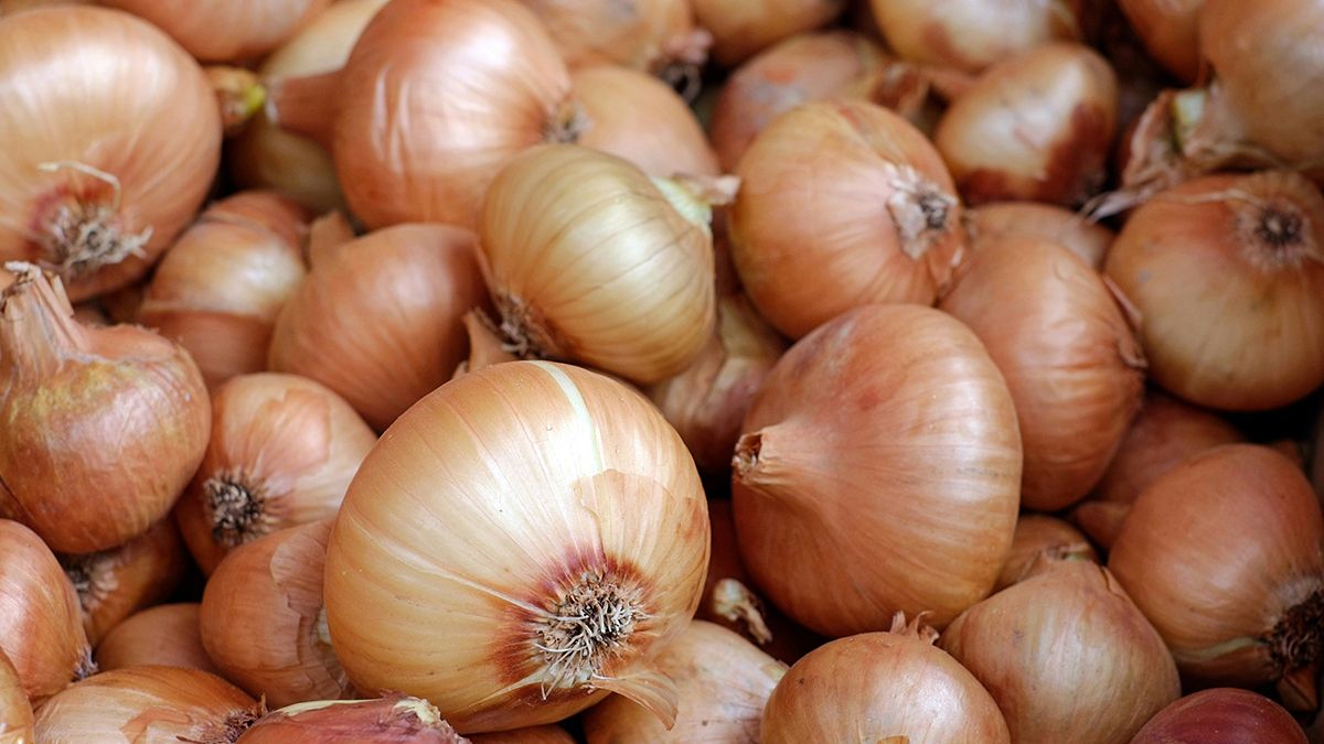 Озиму цибулю можна посадити в листопаді Озиму цибулю можна посадити в листопаді