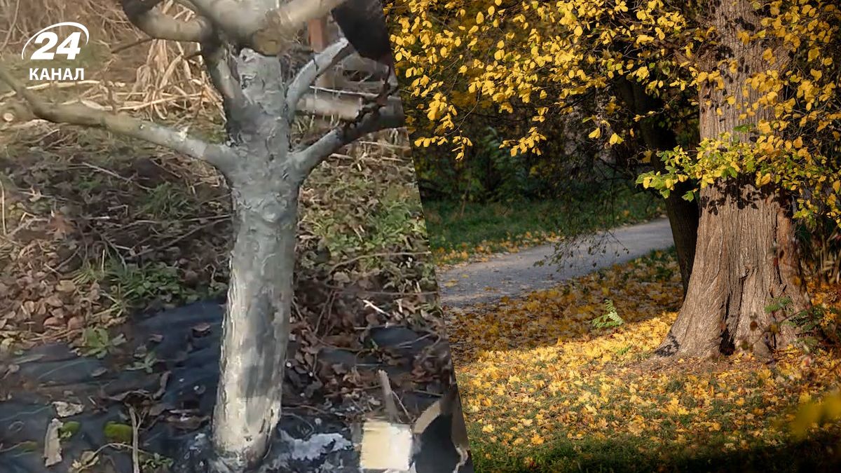 Дерева можна побілити 