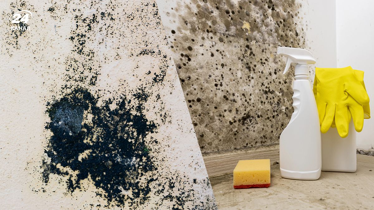 Вывести плесень очень просто