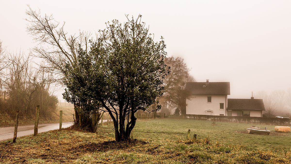 Деревья, которые не стоит сажать возле дома