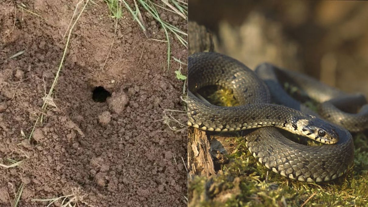 Що робити зі змією