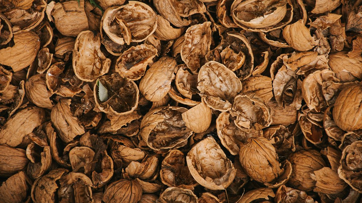 Скорлупа грецких орехов является полезной