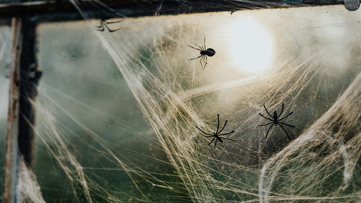 От пауков можно легко избавиться