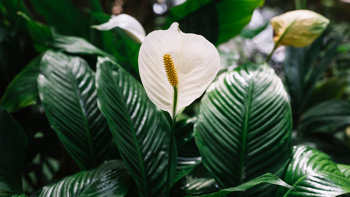 Спатифілум легко відновити 