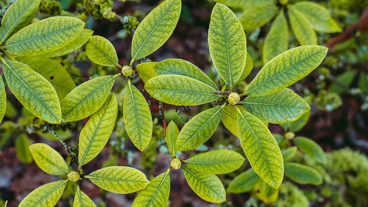 Дачник рассказал, можно ли использовать ореховые листья Дачник рассказал, можно ли использовать ореховые листья