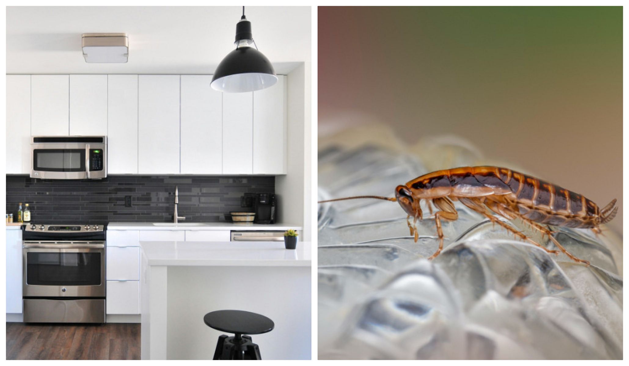 Як врятувати дім від комах Як врятувати дім від комах