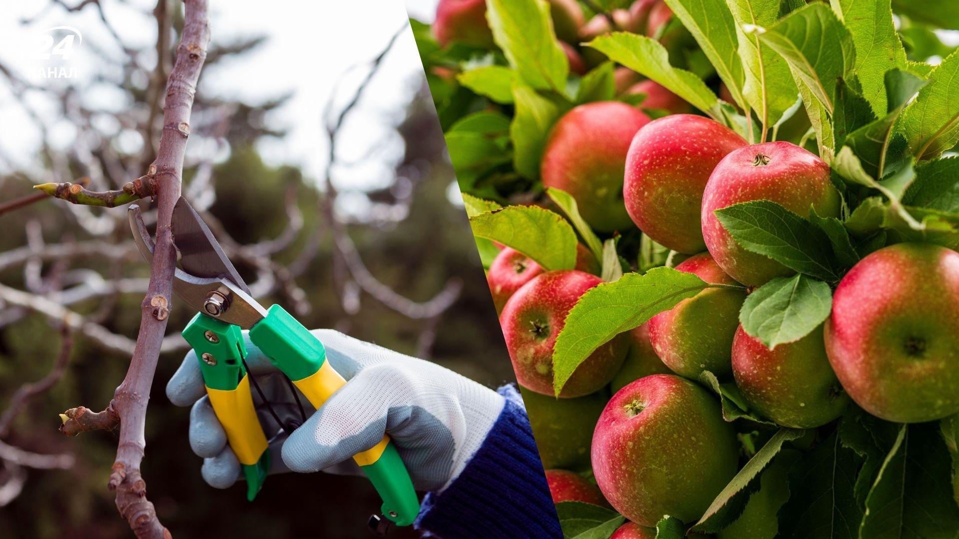 Обрезать яблоню можно уже в конце зимы