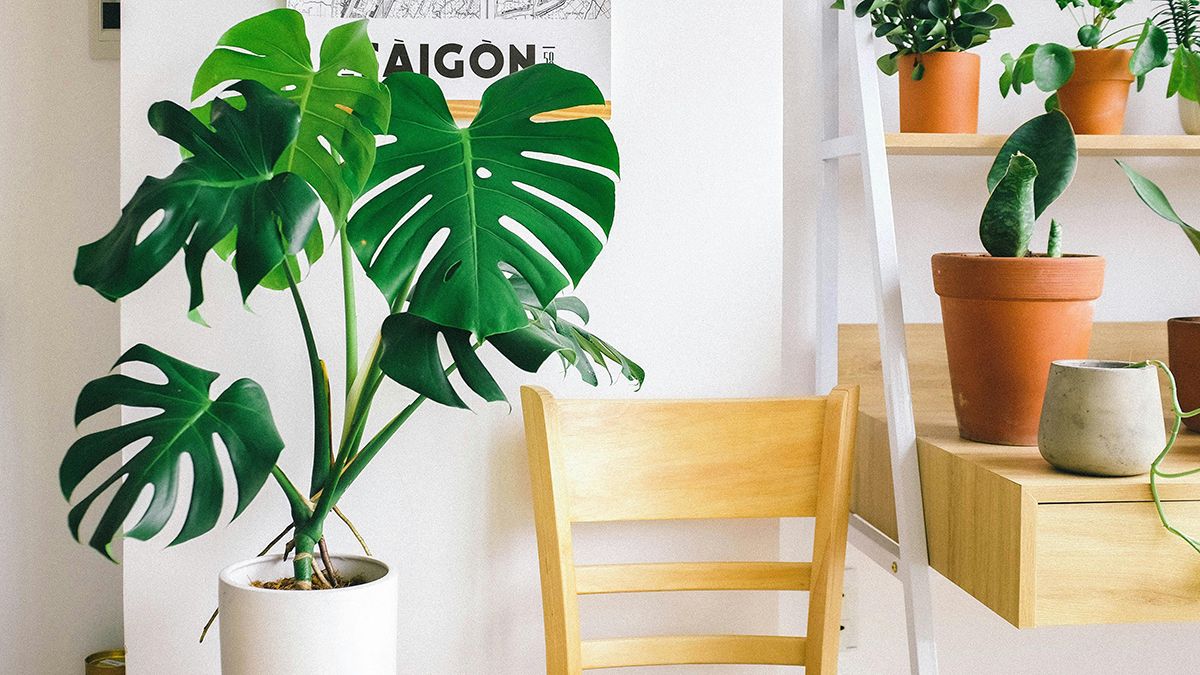 Монстера начнет расти в зимнюю пору