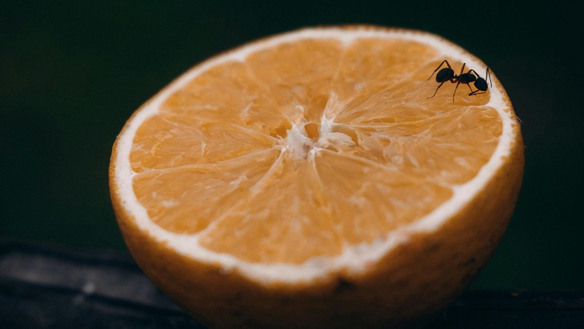 Мурах у домі легко позбутися 